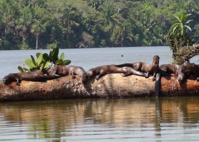 sandoval lake tambopata